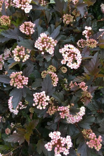 Пухироплідник калинолистий Саммер Вайн | Пузыреплодник калинолистный Саммер Вайн | Physocarpus opulifolius Summer Wine